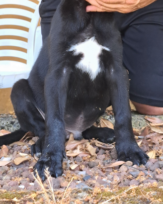 Cuccioli cane corso lonato del garda