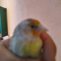 Ibrido