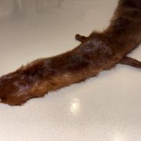 Pelliccia intera di visone vintage