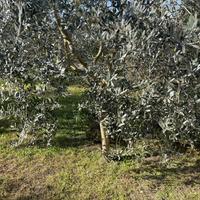 pianta ulivo da estirpare