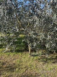 pianta ulivo da estirpare