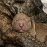Pitbull