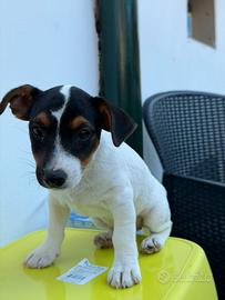 Jack Russel femmina