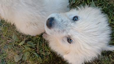 Cuccioli di pastore maremmano abruzzese