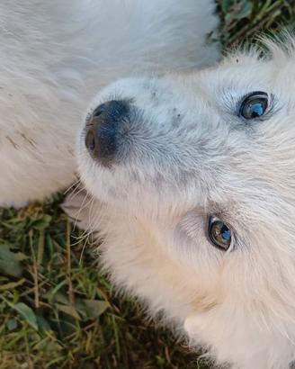 Cuccioli di pastore maremmano abruzzese