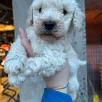 Cucciolo di barboncino