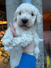 Cucciolo di barboncino