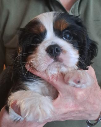 Cuccioli di Cavalier King Charles Spaniel