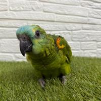 Baby Pappagallo Amazzone Fronte Blu