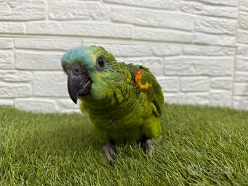 Baby Pappagallo Amazzone Fronte Blu
