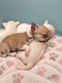Cucciola Chihuahua pedigree fulvo carbonato