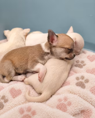 Cucciola Chihuahua pedigree fulvo carbonato