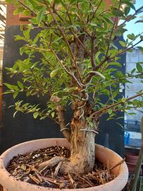 bonsai