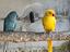 Immagine 1