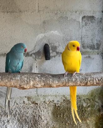 Coppia parrocchetti dal collare