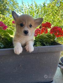 Corgi Pembroke
