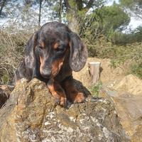 Bassotto.bassottino miny