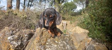 Bassotto.bassottino miny