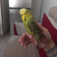 Inglese allevato a mano