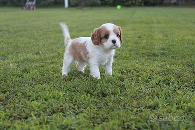 Ultimo cucciolo di Cavalier King con Pedigree