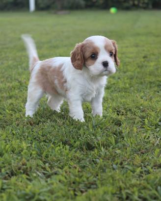 Ultimo cucciolo di Cavalier King con Pedigree