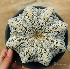 Astrophytum Star Shape, esemplare da collezione!