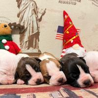 Amstaff