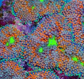 Ricordea Yuma, Florida - marino