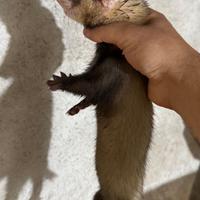 Furetti novelli