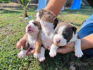 Cuccioli di Pitbull