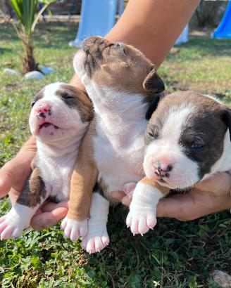 Cuccioli di Pitbull