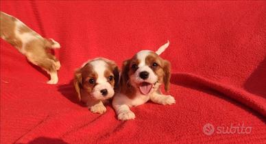 Cavalier king