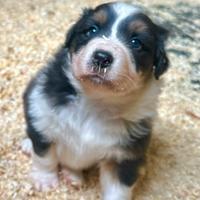 Cucciolo Australian Shepherd Pastore Australiano