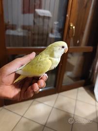 inseparabile allevate a mano 