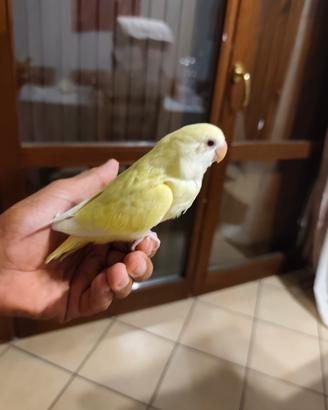 inseparabile allevate a mano 