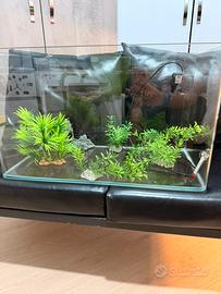 Acquario