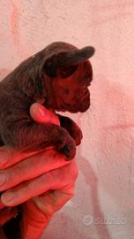 Bulldog francese