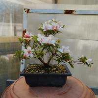 azalea satsuki hinomaru pre bonsai 