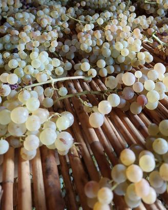 Laureato magistr. agronomo forestale SI FI PO PT