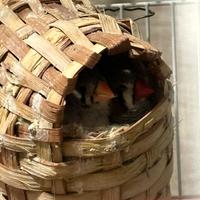 Diamantini e gabbia Marsiglia