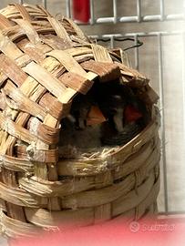 Diamantini e gabbia Marsiglia