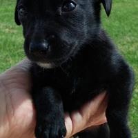 Cuccioli pincher/jack Russel