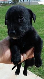 Cuccioli pincher/jack Russel