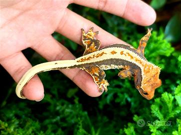 Geco Ciliatus Crestato Tricolor 8 mesi, teca