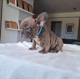 Bulldog francese cucciolo