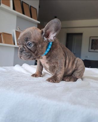 Bulldog francese cucciolo