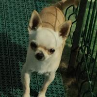 Maschio con Pedigree ENCI/FCI per ACCOPPIAMENTO