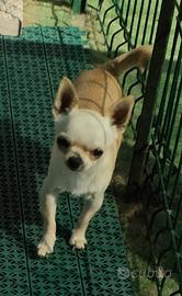 Maschio con Pedigree ENCI/FCI per ACCOPPIAMENTO