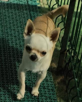 Maschio con Pedigree ENCI/FCI per ACCOPPIAMENTO