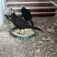 Animali da cortile